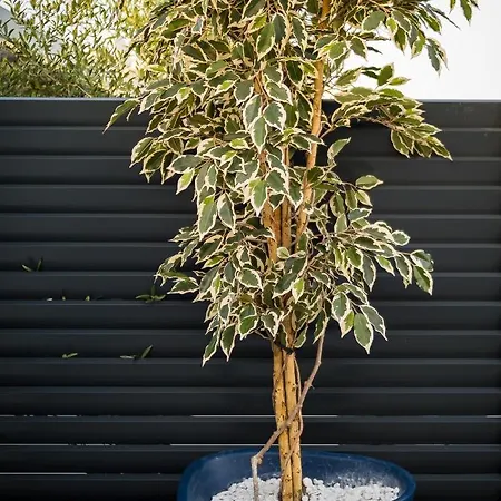 Luxury Apartment- Balcony- Private Rooftop And Jacuzzi- Common Pool Apartment *